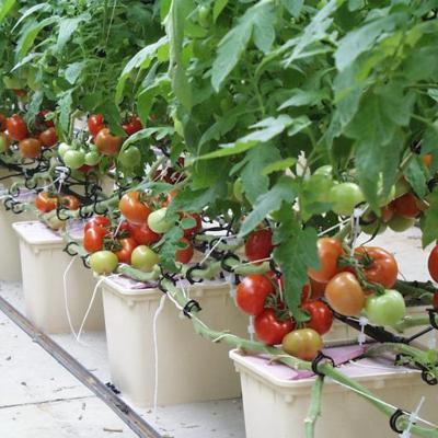 China Planting Indoor Breeding Planting Hydroponics Vegetable Dutch Bucket Growing System for sale