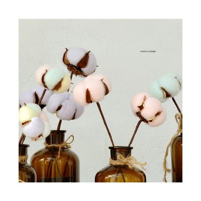 China Home Party Wedding Decoration 4 P high quality colorful white pink yellow 4 petals natural Decor dried flowers crafts cotton Branch Cotton Stems for sale