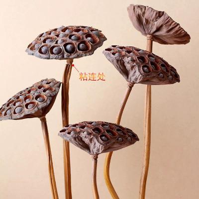 China Christmas Wedding Family Decorations Seed lotus shower dried lotus shower pods natural dried flower furniture shooting props for sale