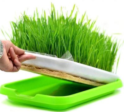 China Indoor Plant Grow Durable Uncoated Hydroponic Greenhouse or Garden Plant Durable PP Green Plastic Seeding Tray for sale