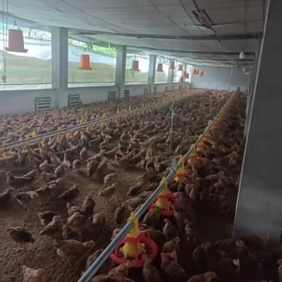 China Long Life Agriculture Broiler Chicken Farms Animal Feeders For Poultry House for sale