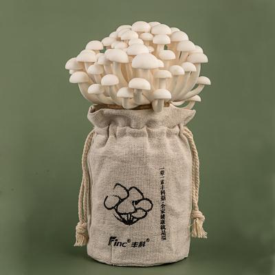 China Fresh East Asian Cultivated Rare Lyophyllaceac Fresh Edible Mushroom Bunashimeji for sale