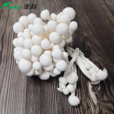 China Fresh Crispy Brown Shimeji Mushroom New Style Green Food New Shimeji Raw White Shimeji Mushrooms for sale