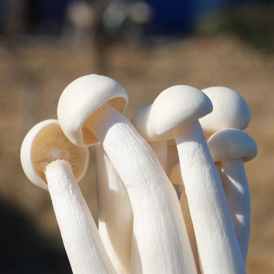 China Healthy And Nutritious Milk Mushroom Fresh Safe Magic Mushrooms For Sale The Magic Mushrooms for sale