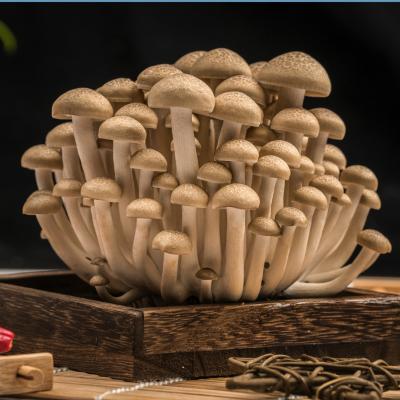 China Plantation Fresh Rare Mushroom Fresh Asian Soilless White Brown Shimeji With Very Good Flavor for sale