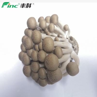 China 1 Sell Asian Flavor Fresh Main Nutritious Smooth Mushroom for sale