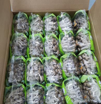 China Finc famous fresh brand 150g 3kgs fresh brown shimeji muhsrooms for sale