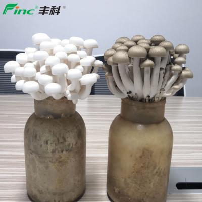 China China fresh hot sale shimeji spreads fresh fungus spores for sale