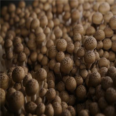 China Factory Supply Fresh Mushroom Greenhouse Export Price Shimeji for sale