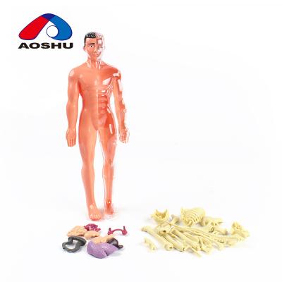 China Education durable children human body torso skeleton toys anatomy model for cheap humano/maqueta cuerpo for sale