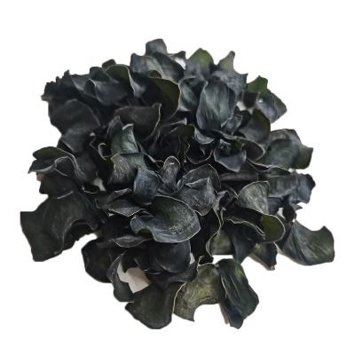 China Best Selling Dried Products Kunbu Seaweed Dried Kelp Slices For Soup for sale