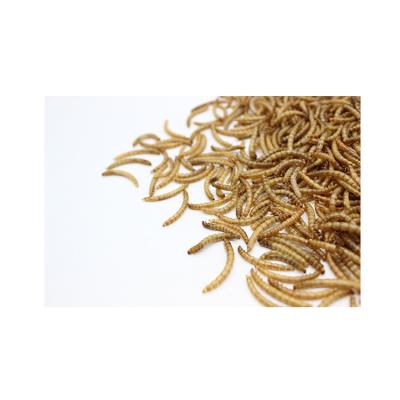 China Fish Bird Cat Chicken Dog Manufactory Factory Meal Worm Meal Worm Wholesale Hot Selling Separate Pet for sale