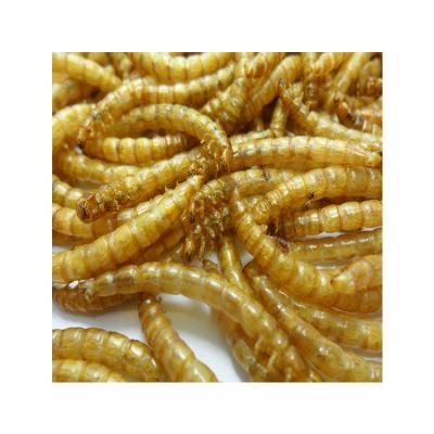 China Fish Bird Cat Chicken Dog High Quality Mealworm Beetle Sorter Freeze Dried Bulk Dry Yellow Mealworm Powder For Sale for sale