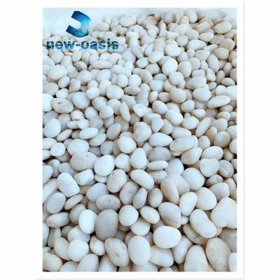 China Pure white color natural pebble for sale