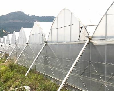 China Large size PE multi-span steel structure plastic sheet greenhouse and tomato greenhouse and vegetable greenhouse with hydroponics for sale