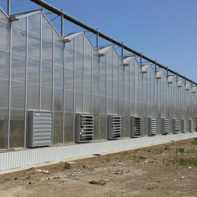 China Glass Agricultural Multi Span Complete Set Greenhouse / Design Single Span Polycarbonate Greenhouse for sale