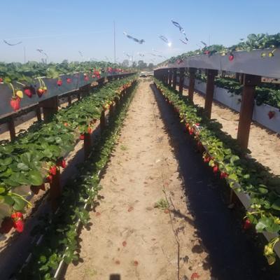 China PVC Vertical Hydroponic Bowl Tiller PVC Growing Systems for sale