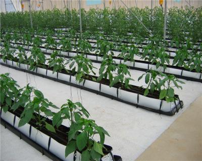 China Cheap price pp single-span agricultural greenhouse structure with hydroponic system for sale