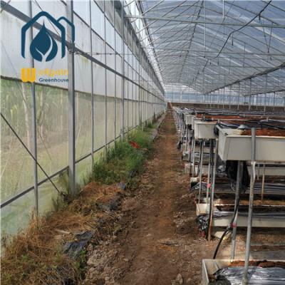 China Agricultural greehouse cover agriculture 200 micron transparent etfe greenhouse film for sale