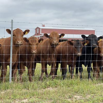 China Easily Assembled 4ft 5ft 6ft 8ft Size Fence Custom Goat Farming Cheap Grassland Field Fence for sale