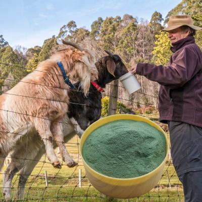 China Chrom Picolinate-Aminosäure-Protein-Chrom-Tierhaustier-Zufuhr-Zusatz zu verkaufen