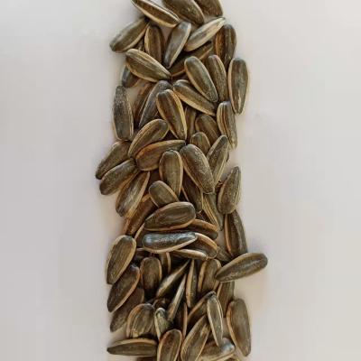 China 2021 Crop 361 Dry Wholesale Sunflower Seeds With Shell Inner Mongolia Factory Chinese for sale