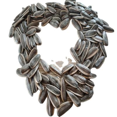 China New type 361 Inner Mongolia 2021 COMMON cultivation china sunflower seeds plant for sale