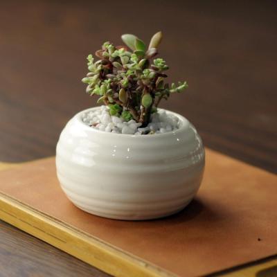 China Modern Modern Garden White Flower Pots Plant Ceramic Succulent Pot With Hole For Room Decor for sale