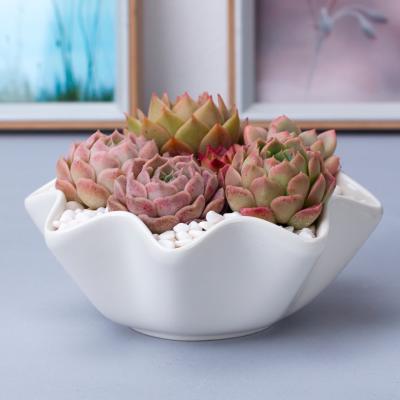 China Modern Decorative Ceramic Flower Pots Home Decor Small Flower Pot Modern Ceramic Planter for sale