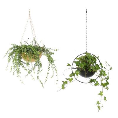 China Black Hanging Metal Planter Basket Included Chain And Metal Plant Stand Hook for sale