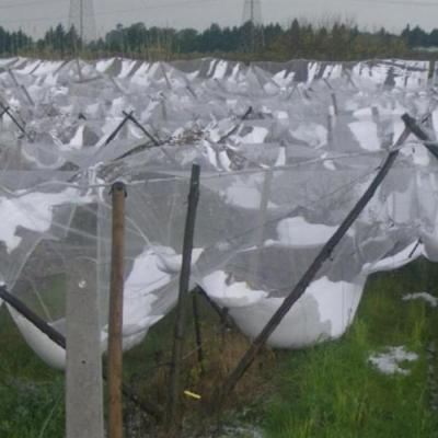 China Durable Anti Hail Protection Netting For Vegetables And Plants for sale