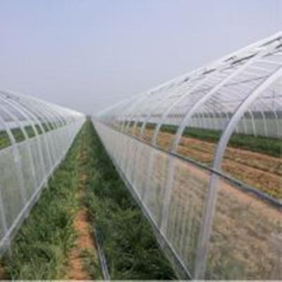 China Mesh Cheap And Hot Sales Insect Protection Net Plant Plant To Protect Net for sale