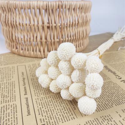 China Preserved Craspedia / Sale New Year's Bigger Billy Buttons - 20% Off Bleached Craspedia For Parties Decoration for sale