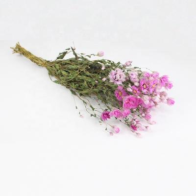 China Factory Price Wholesale Dry Rhodanthe Natural Dry Rhodanthe for Wedding Boho Decor for sale