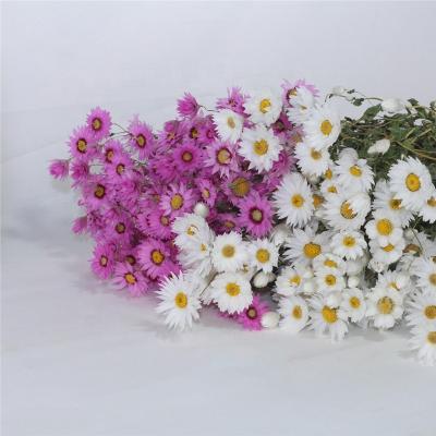 China 2022 Rhodanthe hot sale dried rhodanthus for flower decoration for sale