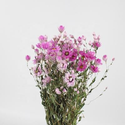 China 2022 Dried Rhodanthe Hot Sale Competitive Price Dried Rhodanthe For Flower Decoration for sale