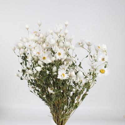 China Hot Sale Rhodanthe Amazon Dried Factory Price Natural Dried Rhodanthe For Vase Flowers Craft for sale