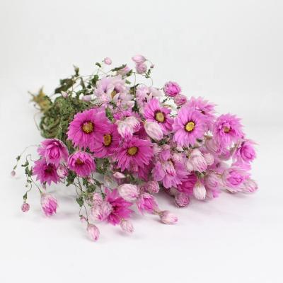 China 2022 Quality New Arrival Dried Rhodanthe Best Natural Dried Rhodanthe for DIY Flower Arrangement for sale