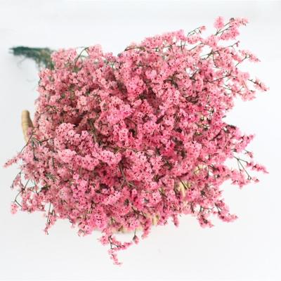 China Fresh Caspea Classic Preserved Flower Preserved Caspea For Wedding Flower Decoration for sale