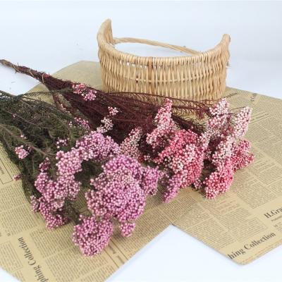 China Fresh Rice Flower Large Amount Of Cash Preserved Flower Preserved Rice Flower For Beach Weddings for sale