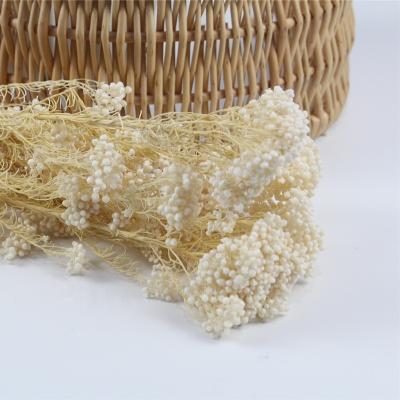 China Flower Fresh Factory Direct Selling Rice Preserved Flower Preserved Rice Flower For Wedding Decoration for sale