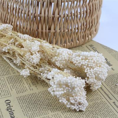 China Durable Rice Fresh Flower Never Fade Flower Preserved Preserved Rice Flower For Flower Bouquets for sale