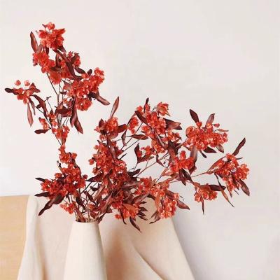 China Fresh Butterfly Flower Yunnan Flower Wholesaler Preserved Flower Preserved Butterfly Flower For Christmas Decoration for sale