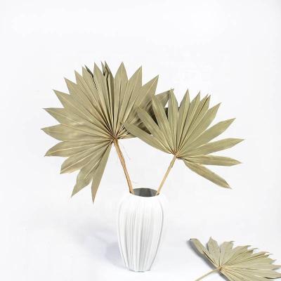 China Wholesale Dried Sun Palm Flora Mini Sun Palm Dry Spear For Flower Bouquets for sale