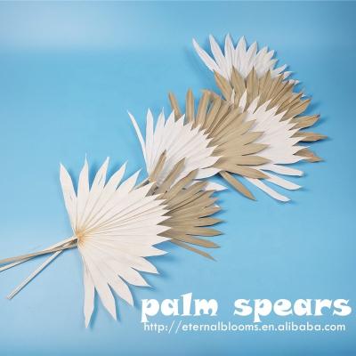 China Dried Sun Palm Best Seller Dried Flora Mini Sun Palm Spear For Flower Arrangements for sale