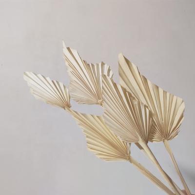 China Sun Palm New Arrival 2021 Dried Palm Mini Spears For Weddings And Flower Arrangements for sale