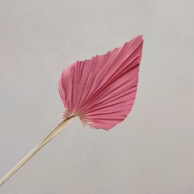 China Factory supply mini dry palm leaf dried flower mini palmette for wedding flower decoration. for sale