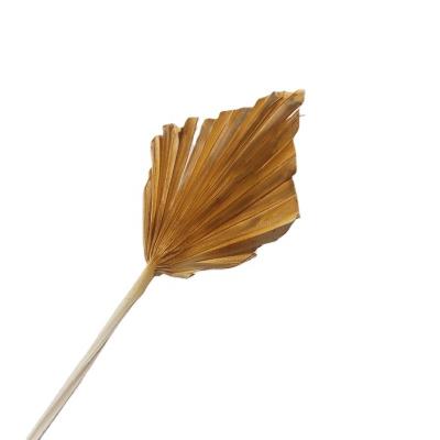 China High quality mini mini dry spear in flora sun palm dry palm leaf for wedding flower decoration for sale