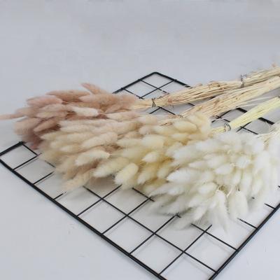 China Wholesale Dried Bunny Tails Lagurus Hot Sale In Price And Quality Dried Flowers Dried Bunny Tail For Decoration for sale