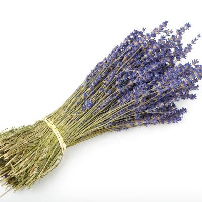 China Natural Dried Lavender Wholesale High Quality Available Dried Lavender For Dried Flower Bouquets for sale